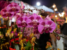 flowers for sale at the Victoria Park Lunar New Year Fair