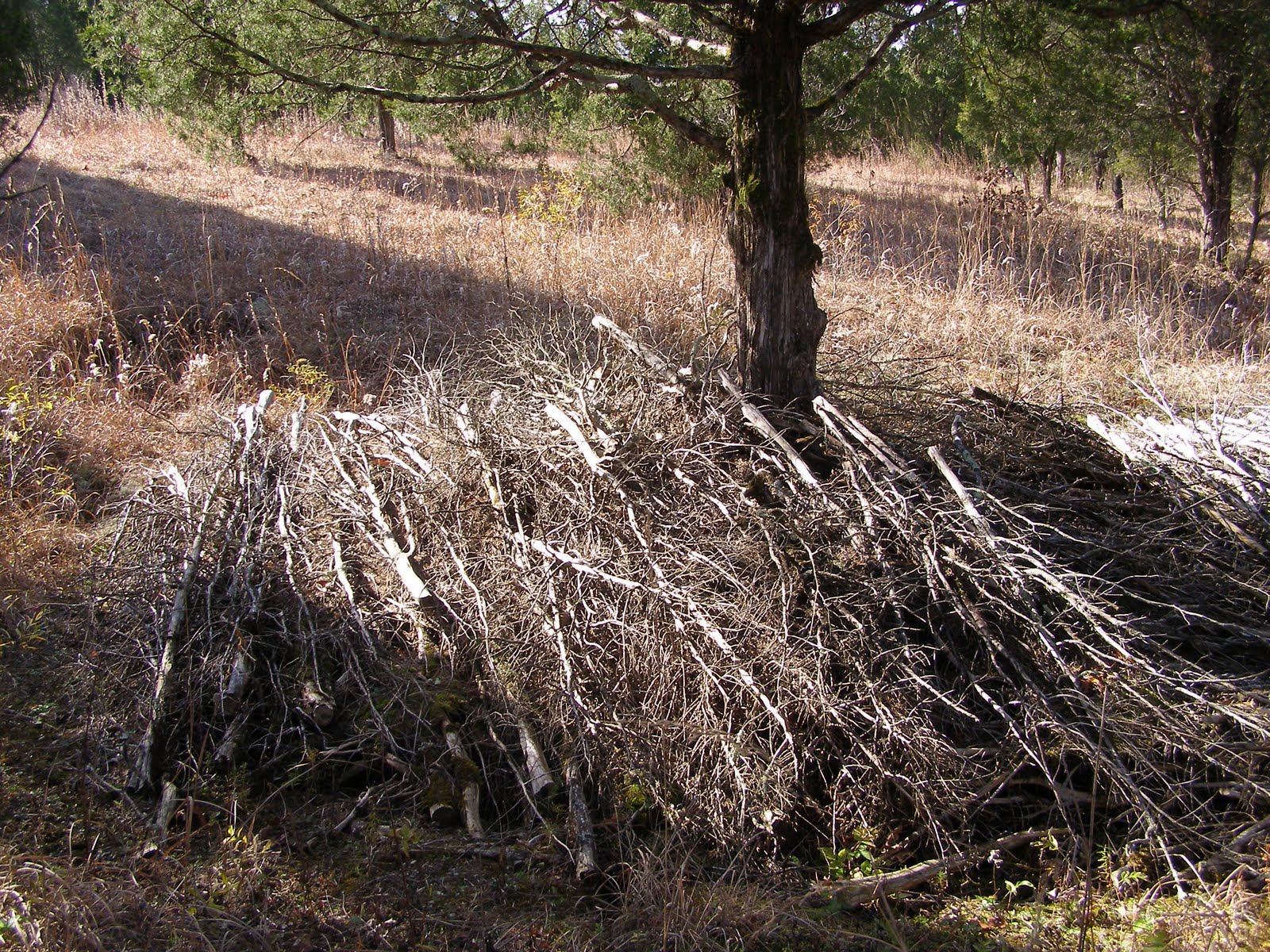 Blue Jay Barrens Brush Pile