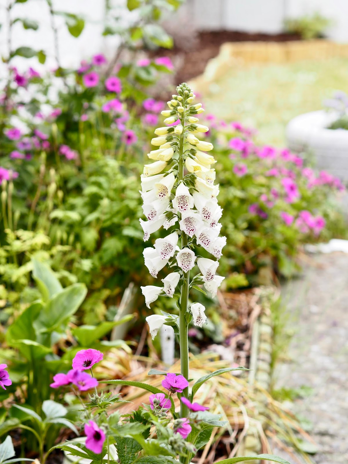 My beginners guide to gardening