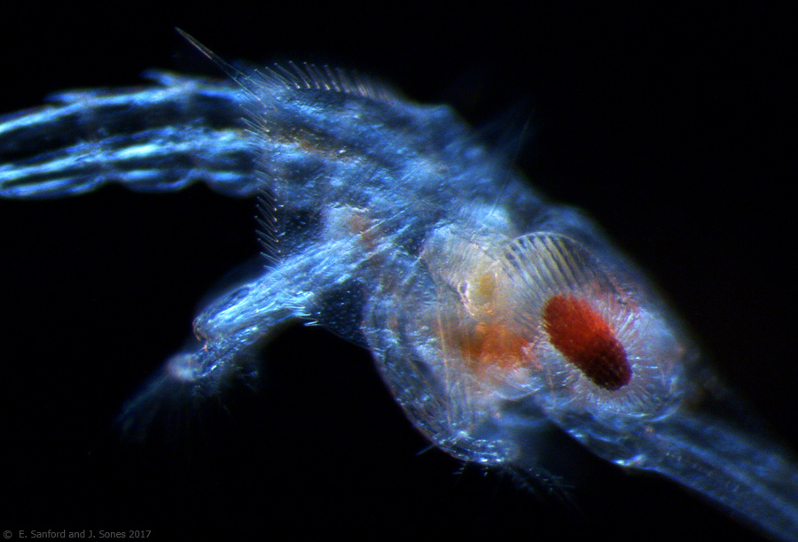 The Natural History of Bodega Head Pelagic Red Crab zoea!