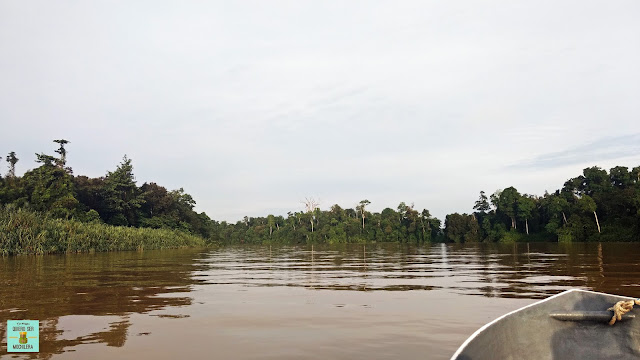 Safari por el río Kinabatangan, Borneo (Malasia)