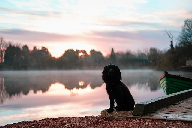 5 Reasons to Take Your Dog on Holiday this Winter