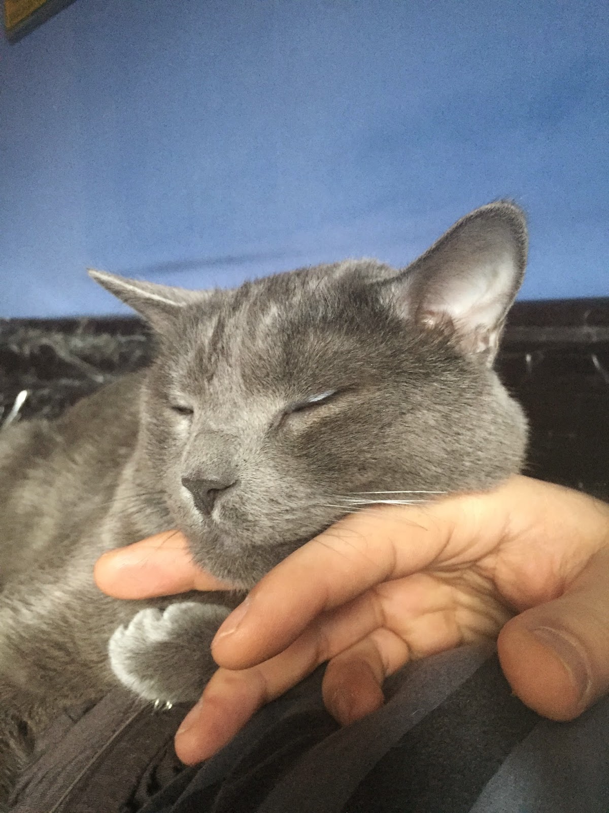 BODRUMLU OLMAK Mart 2015