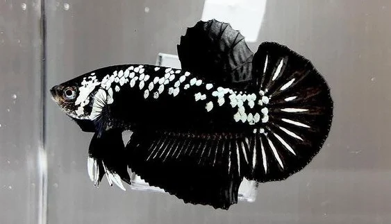 Ikan Cupang Black Mamba - Ikanhiasku