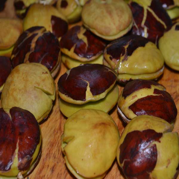 9 Manfaat dan Khasiat Jengkol Serta bahayanya Untuk Kesehatan