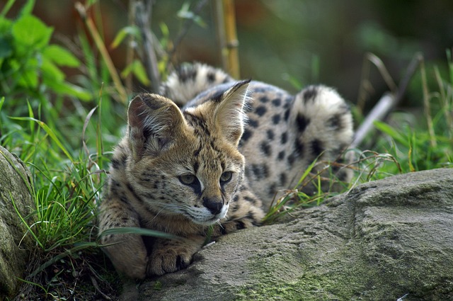 African Wildlife: Serval Facts
