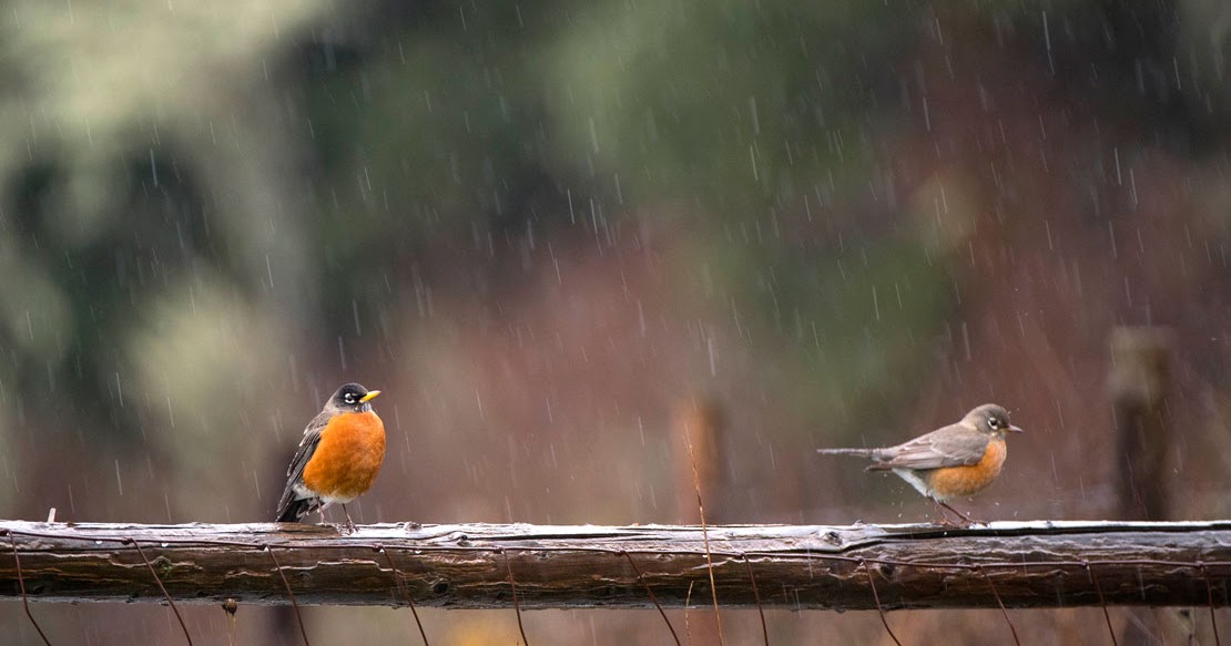 Robin Loznak Photography Rain birds