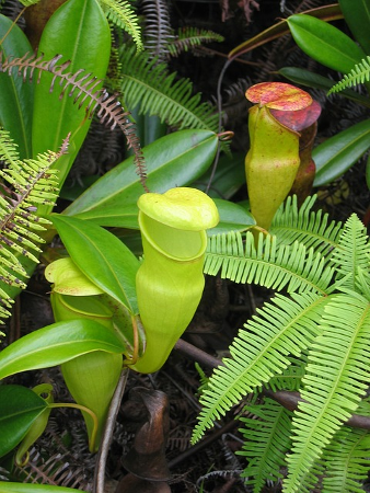 Name The Food Which Gets Stored In Plant Leaves Name The Food Which Gets Stored In Plant Leaves