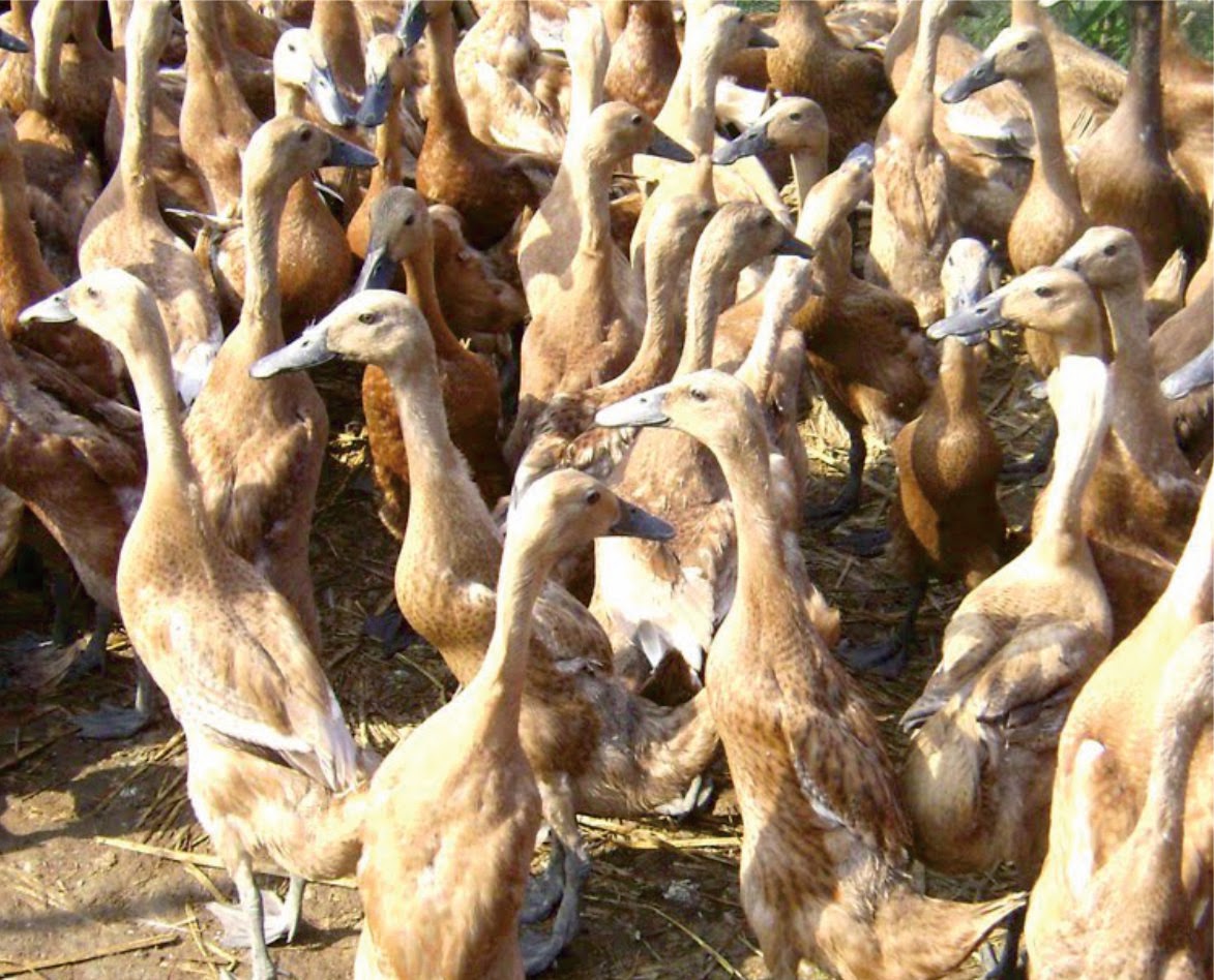 65 Gambar Bebek Yang Paling Gampang Paling Keren 65 Gambar Bebek Yang Paling Gampang Paling Keren