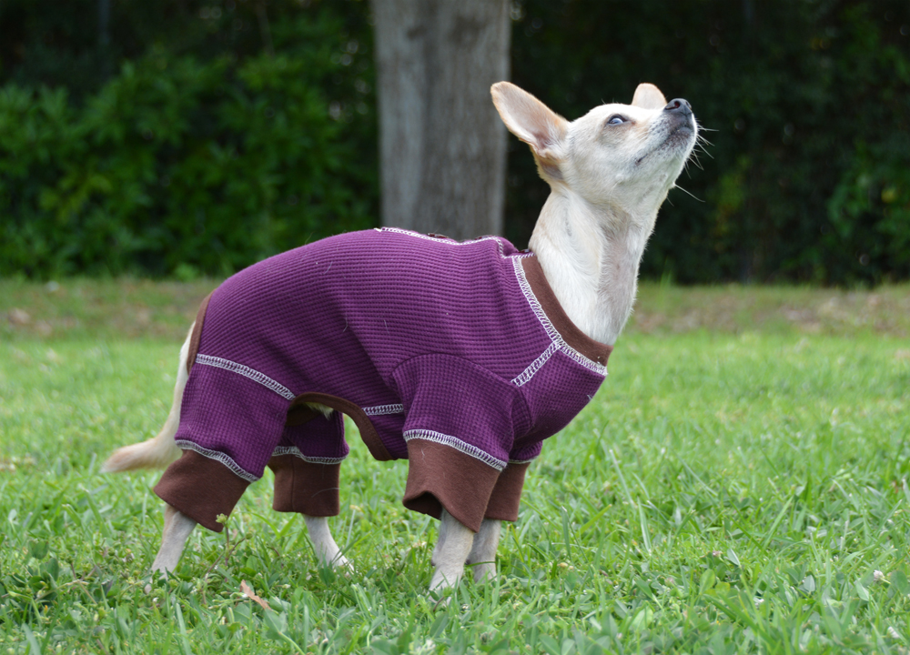 Dog Sweaters: Fashionable And Toasty Warm Knitwear For Fall And