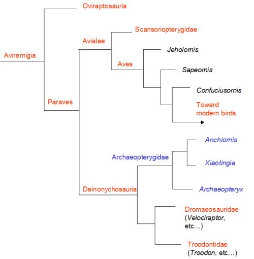 Paleoexhibit Xiaotingia zhengi or is Archaeopteryx still a bird?