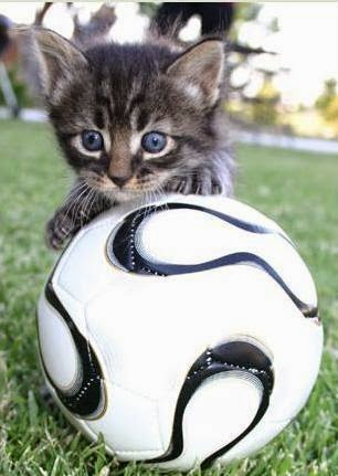 O RECUNCHO DE PAULA: GATO-FÚTBOL