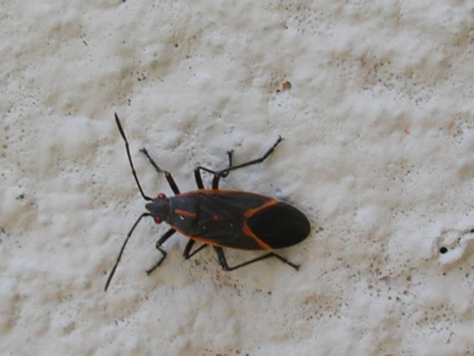 tiny flying bugs in house texas Loree Toney