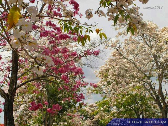 Gambar Pemandangan Musim Bunga Bukan Korea Tapi Perlis Semi