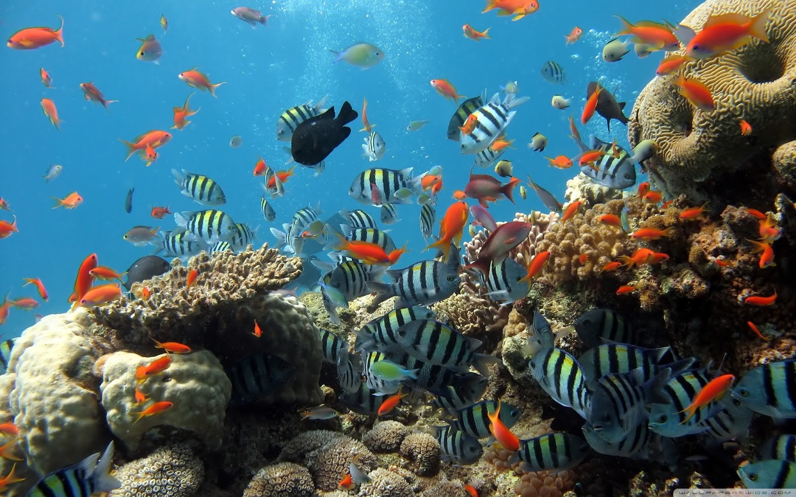 Fish Wallpapers Fish Wallpapers