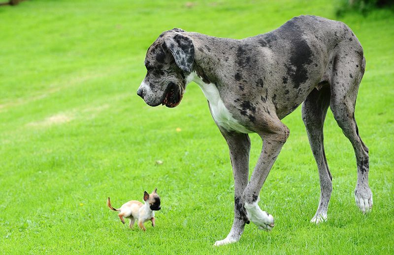 World s Tallest Dog Meets World s Smallest Dog See Photos World s Tallest Dog Meets World s Smallest Dog See Photos