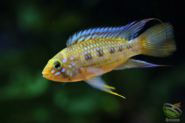 F1 Apistogramma cf. ortegai (pebas)