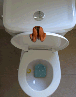 Salto Perfeito