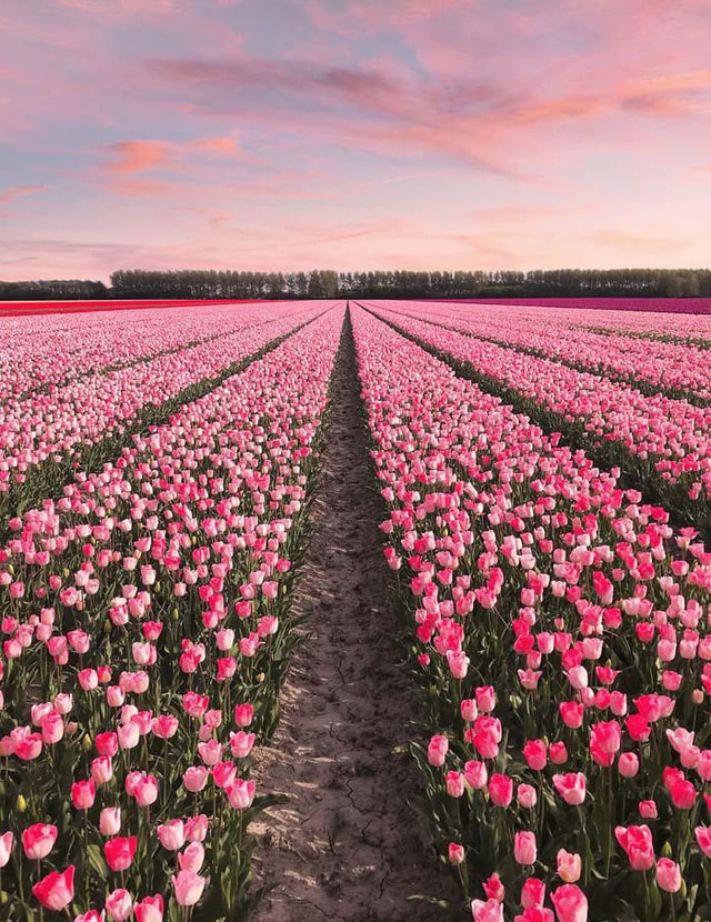 Ngất ngây trước vẻ đẹp choáng ngợp của cánh đồng hoa tulip nở rộ ở Hà Lan