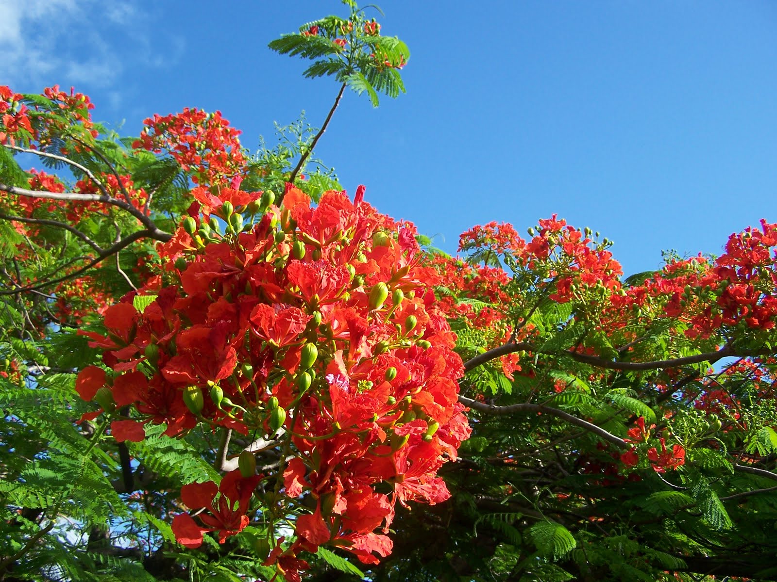 Caribbean Missions: The Flamboyant Tree