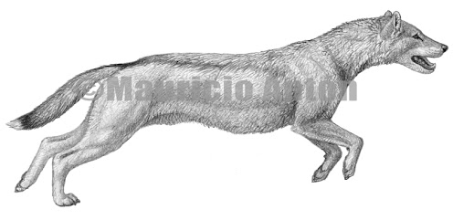 canidae fosil Mesocyon