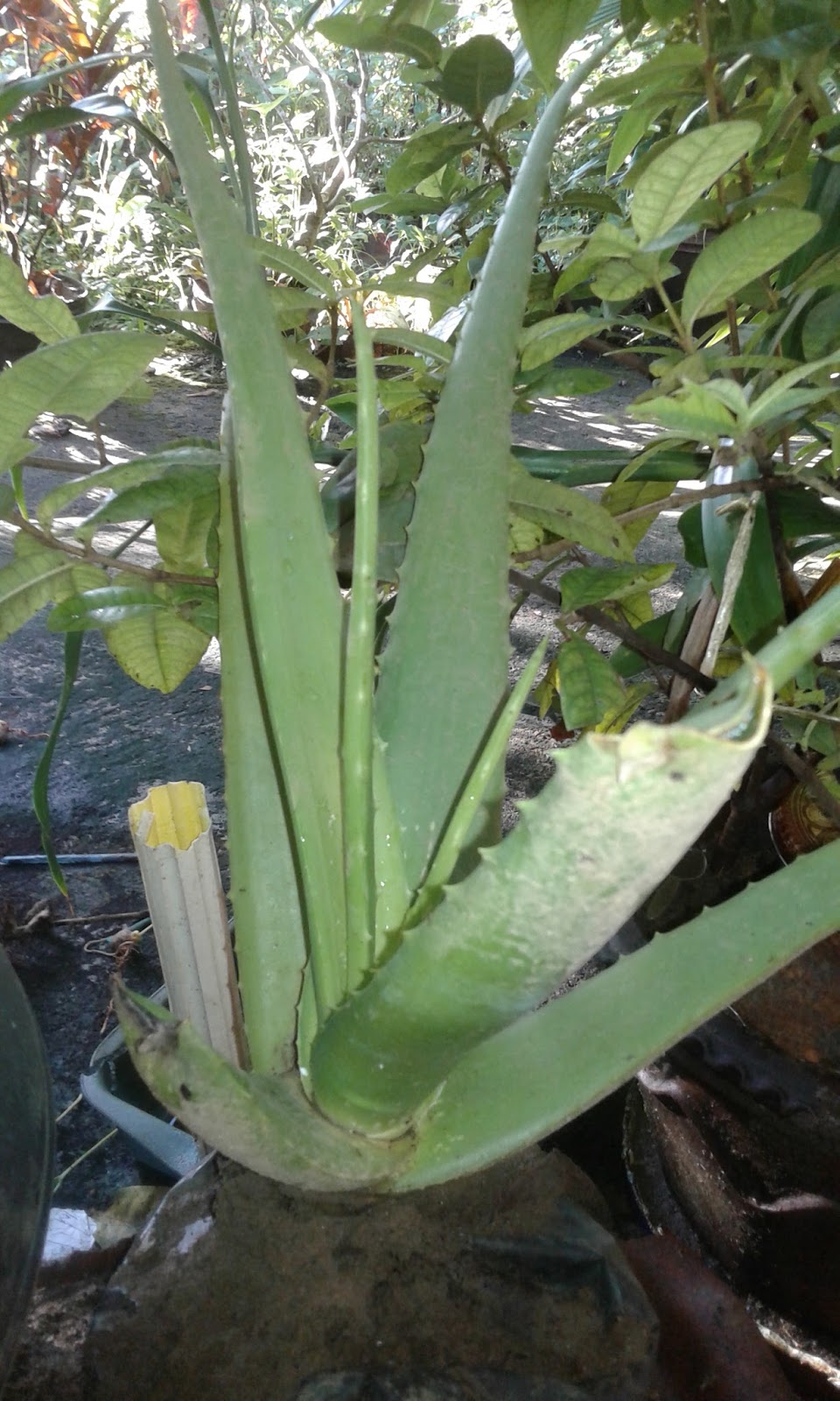 Daun Lidah Buaya Daun Lidah Buaya