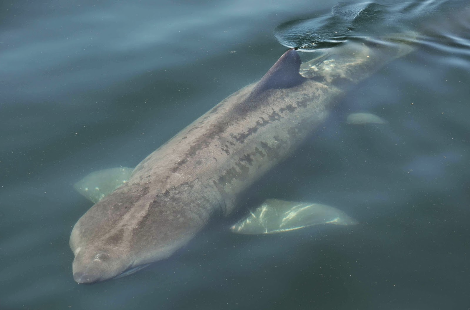 Aquarium News and Updates