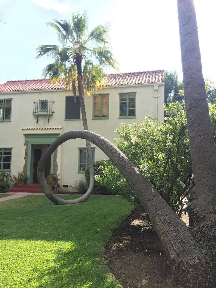 17 Pictures Of Trees That Prove The Miracle Of Life - This Palm Tree Fell Over And Curved Right Back Up