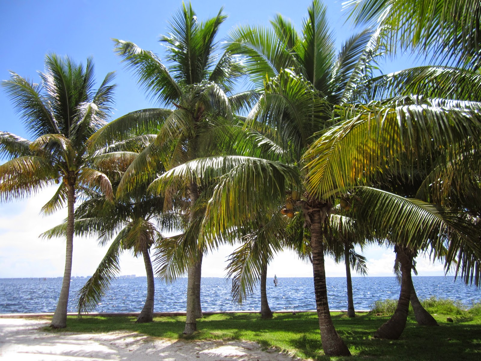 The Grove Guy DEFINING THE FUTURE OF COCONUT GROVE