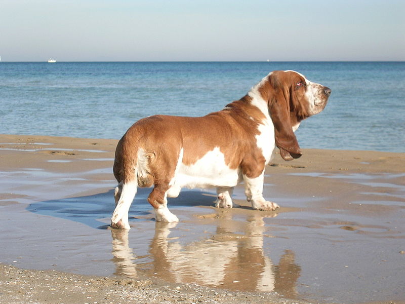 Basset Hound The ShortLegged Dog Breed of Hounds Family Best Puppys