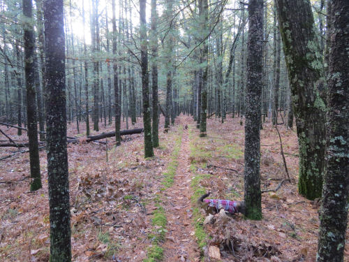 trail on railroad berm