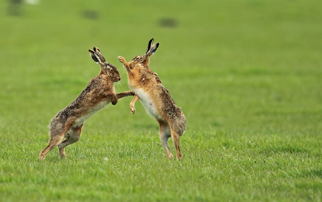 конкуренция животные. зайцы дерутся. конкуренция в природе. драка кроликов. как дерутся зайцы.