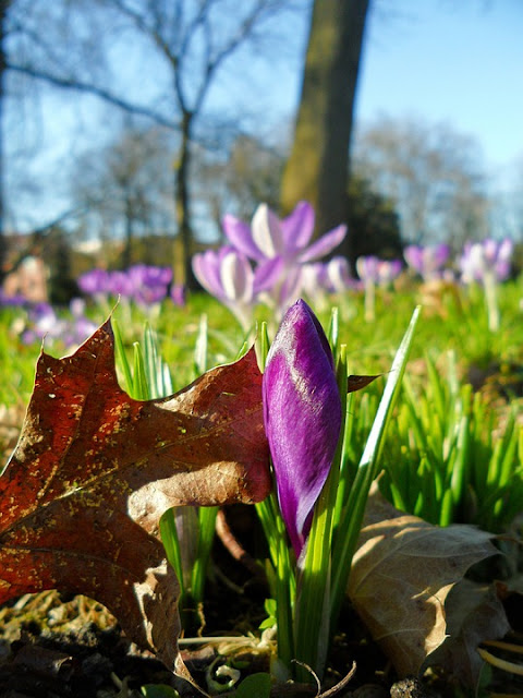 Crocus look great in a woodland glade Tips on growing crocus