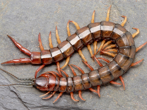 Seputar Arowana: Kenapa Kelabang Dianggap Paling Mampu Membuat Warna