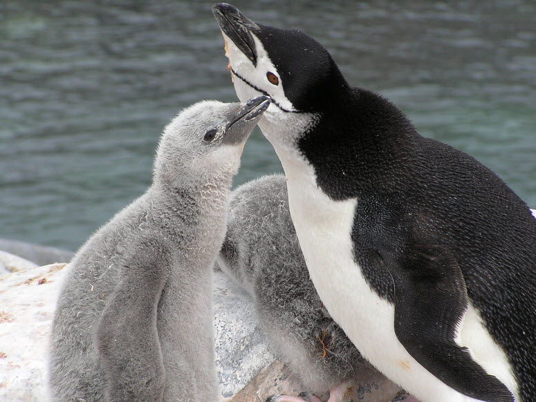 Adelia Penguin | The Biggest Animals Kingdom