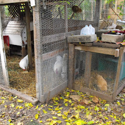chicken coop addition