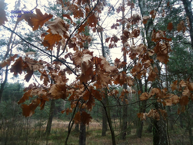 opieszały dąb
