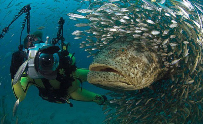 goliath grouper eats shark