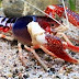 Procambarus Clarkii Ghost