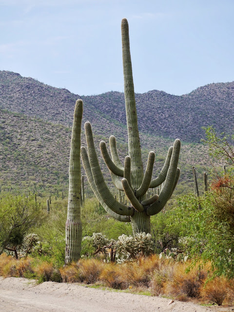 Saguaro National Park Tucson Arizona