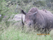 Black Rhino feeding at close range, near Skukuza Camp, Kruger National Park, South Africa