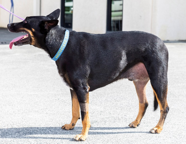 Winner of Petbarn's Biggest Pet Loser for 2018 Australian Dog Lover