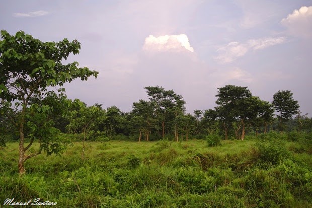 Sauraha, centro di allevamento elefanti Sauraha, centro di allevamento elefanti