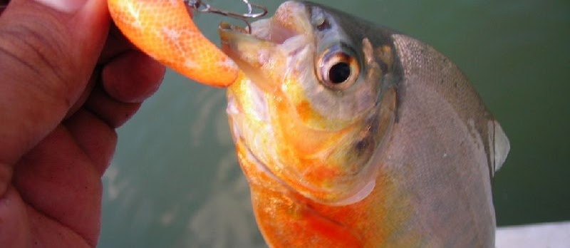 Umpan Ikan Bawal Galatama Ampuh untuk Pemancing Pemula