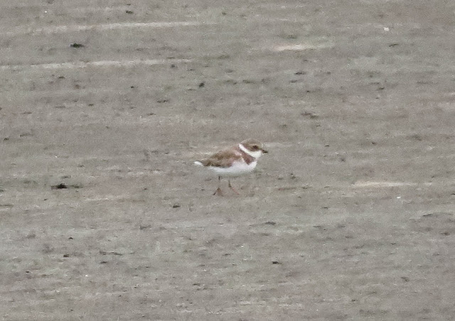 Semi-palmated Plover - Merritt Island, Florida Semi-palmated Plover - Merritt Island, Florida
