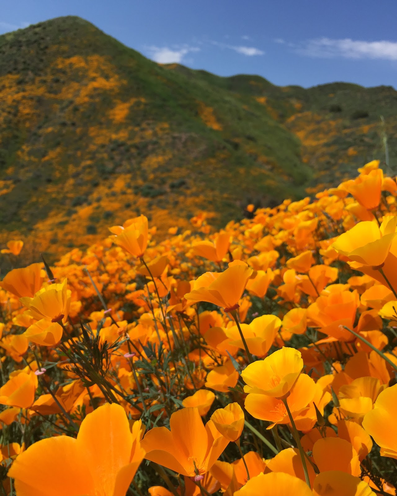 California's Wildflower Super Bloom Earth Blog