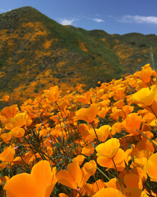 California's Wildflower Super Bloom