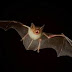 Descubren muchos "murciélagos" en la colonia Primero de Mayo