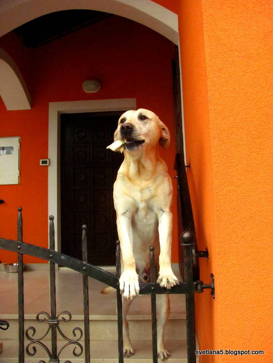 labradorec pasma