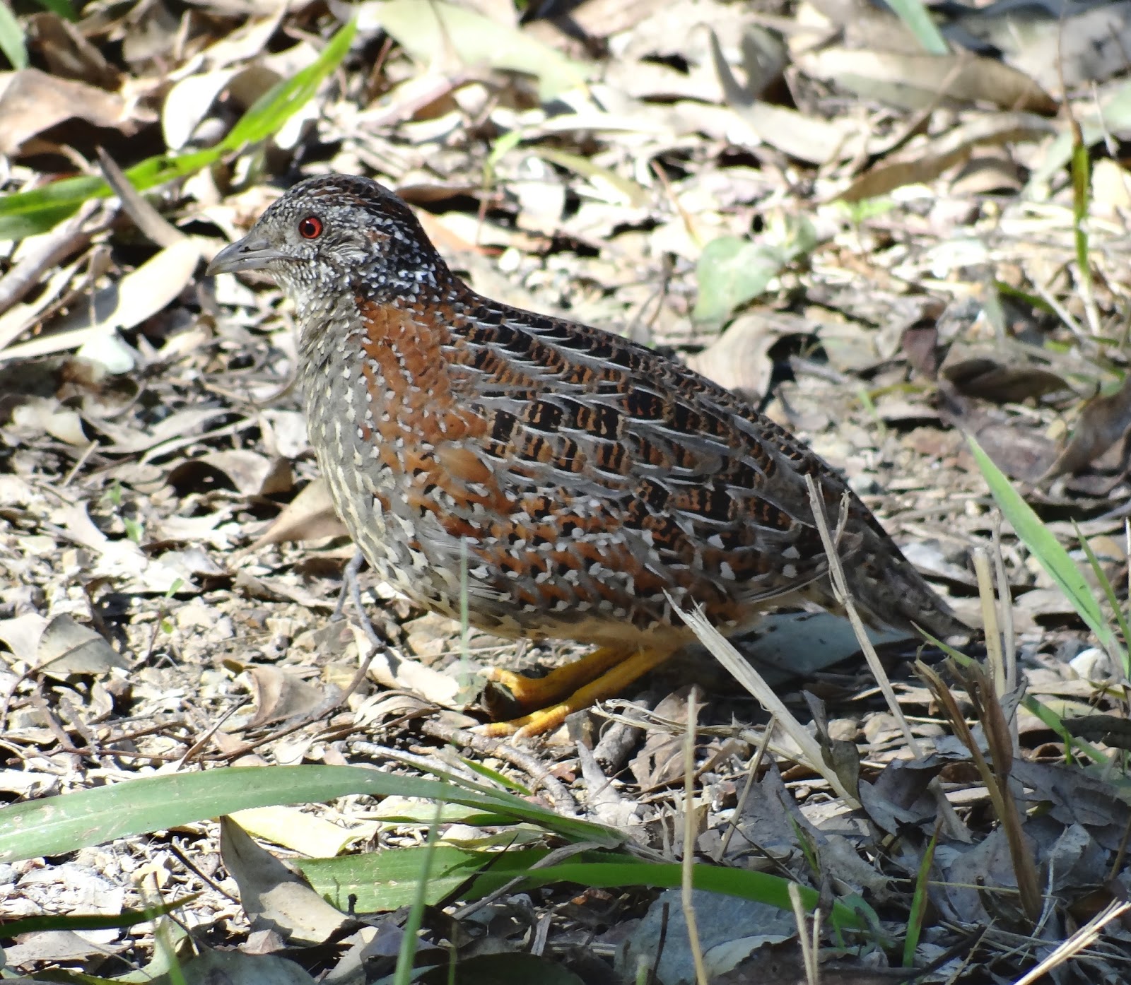 sunshinecoastbirds Annotated List of Sunshine Coast Bird Specialties sunshinecoastbirds Annotated List of Sunshine Coast Bird Specialties
